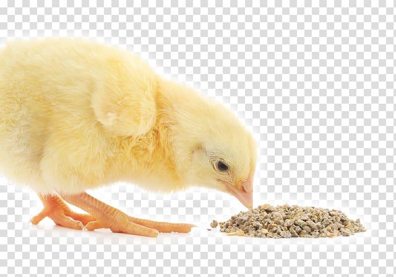 Broiler Chicken Animal Feed Additives Poultry feed, chicken.