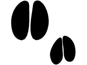 Clip art animal tracks.