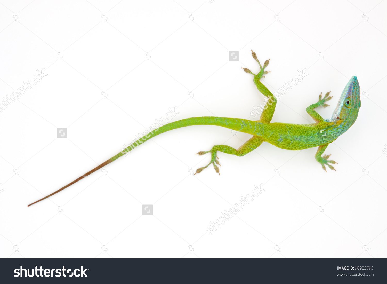 Carolina Anole Anolis Carolinensis On White Stock Photo 98953793.