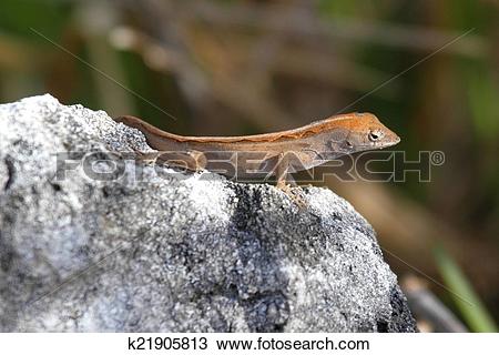 Stock Photo of Brown Anole Lizard (Anolis sagrei) k21905813.