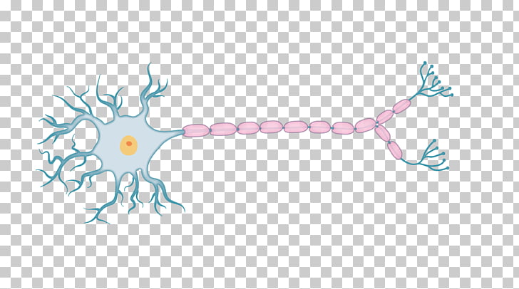 Physiology Drawing Action potential Organism, neurons PNG.