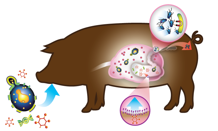 Healthy clipart healthy immune system, Healthy healthy.