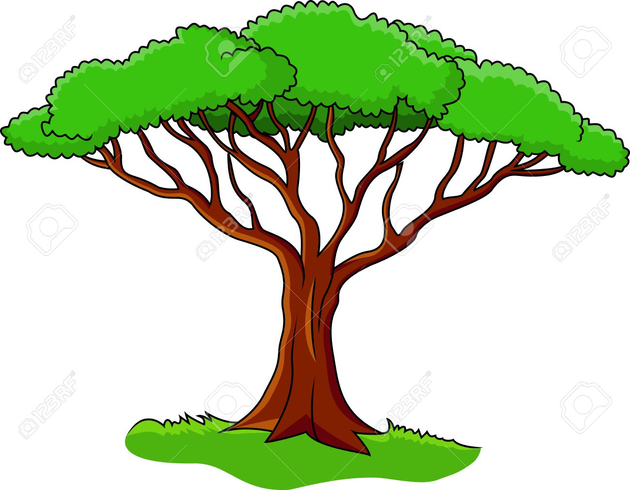 1,413 Acacia Tree Cliparts, Stock Vector And Royalty Free Acacia.