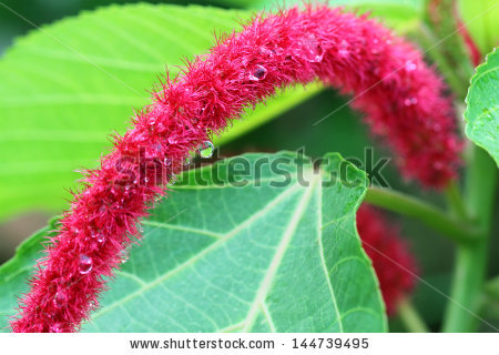 Acalypha Reptans Stock Photos, Royalty.