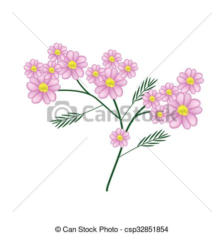 Clipart Vector of Blossoming of Pink Yarrow Flowers or Achillea.