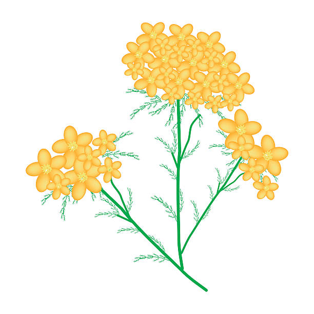 Clip Art Of A Yarrow Clip Art, Vector Images & Illustrations.