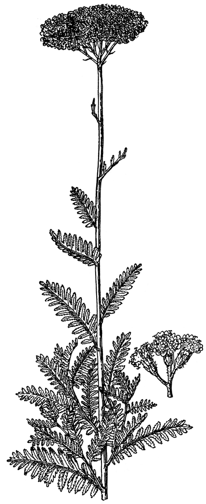 Achillea Filipendulina.