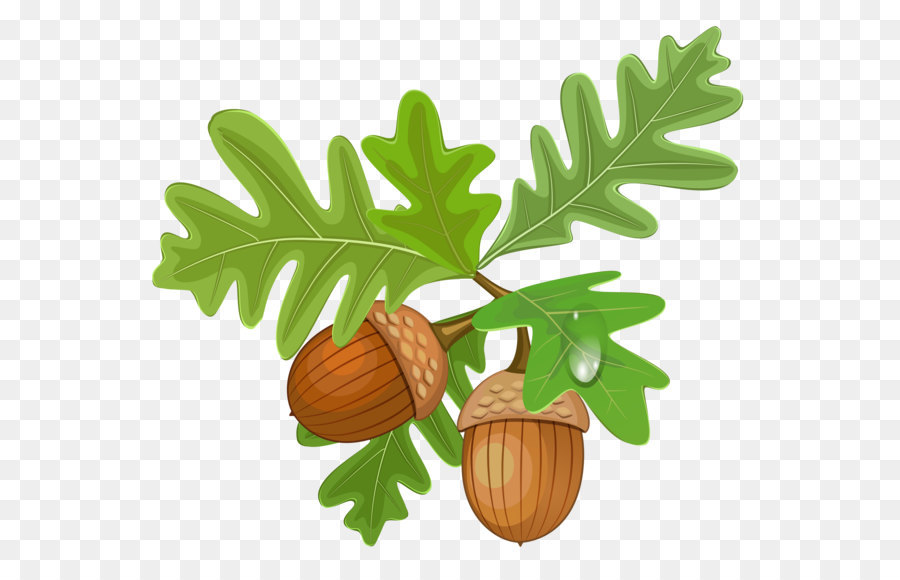 Oak Tree Drawing png download.