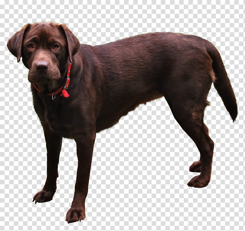 Dog, adult chocolate Labrador retriever in collar.