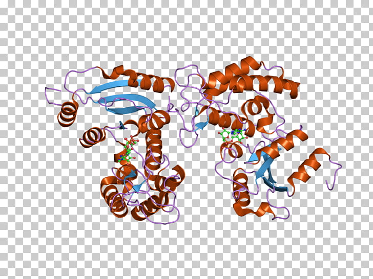 CD38 Cluster of differentiation Cyclic ADP.