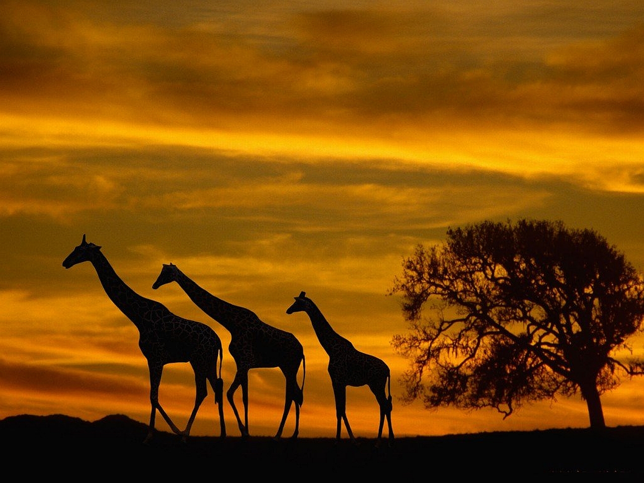 Africa Sunset Clipart.