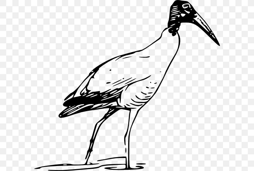 Bird Scarlet Ibis Glossy Ibis Clip Art, PNG, 600x554px, Bird.