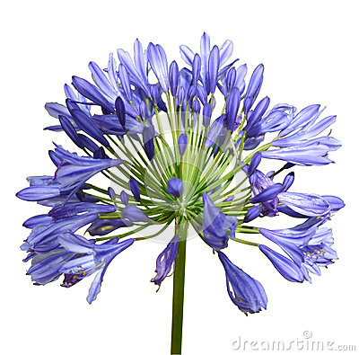 Agapanthus Blue On White Background Stock Images.