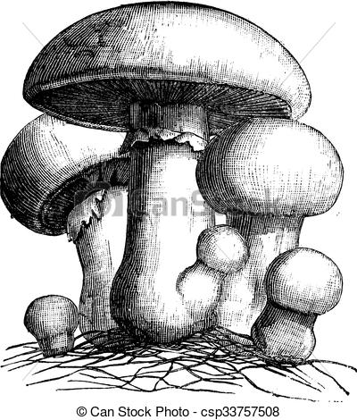 Vector Clipart of Agaricus campestris or meadow mushroom engraving.