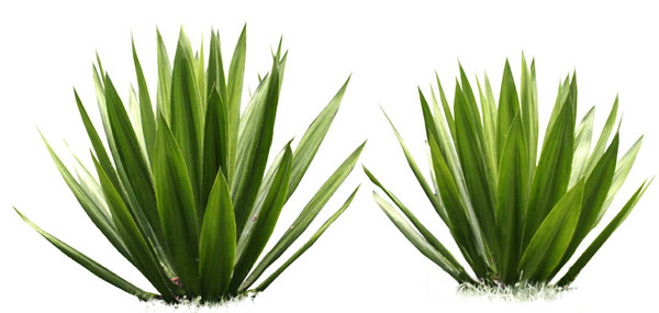 Download Free png Agave.