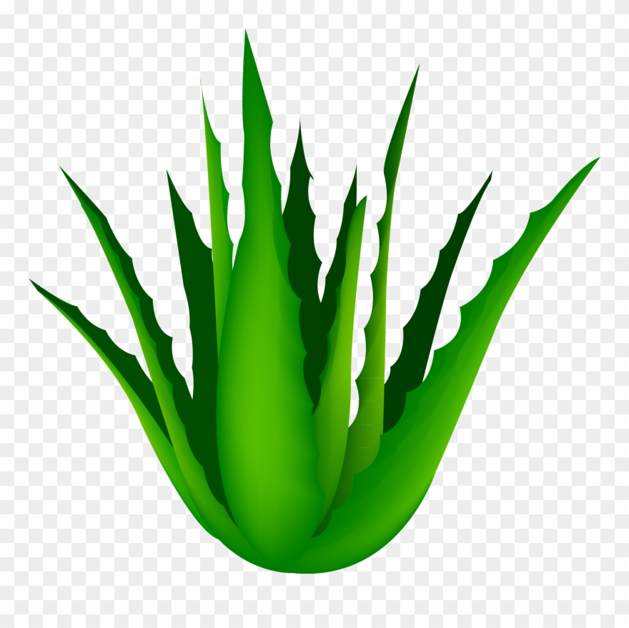 Clip Art Free Agave Vector Cartoon.