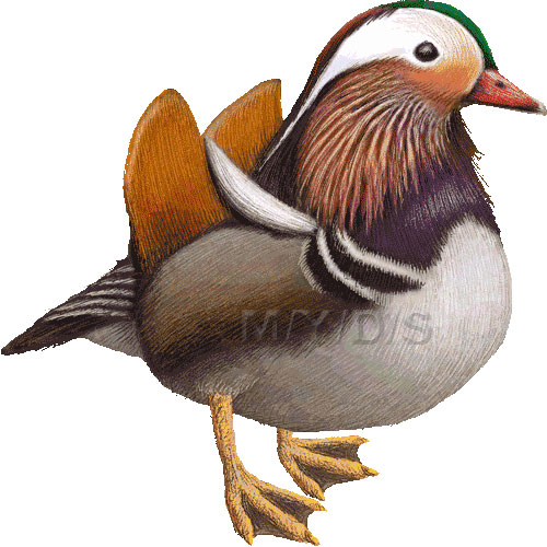 Mandarin Duck (Aix galericulata) clipart graphics (Free clip art.