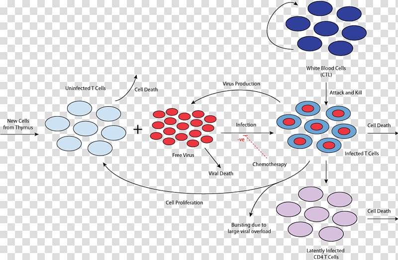 Management of HIV/AIDS HIV infection Immune system.