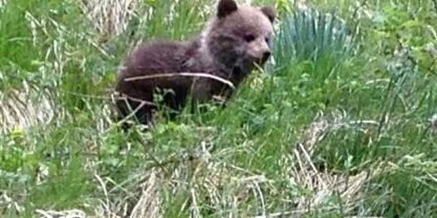 Atelier Ail des Ours.