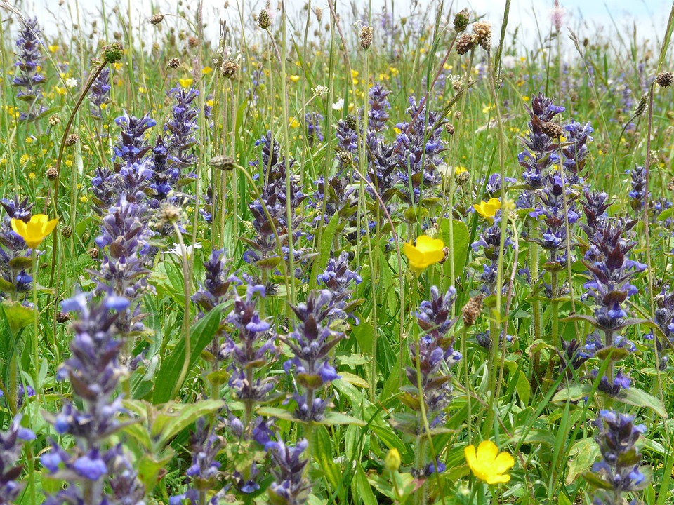 Free photo: Pointed Flower, Ajuga Günsel.