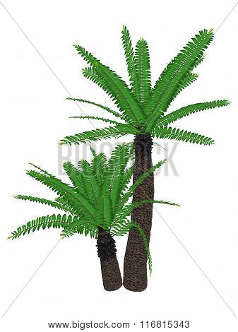 Cycad Images, Stock Photos & Illustrations.