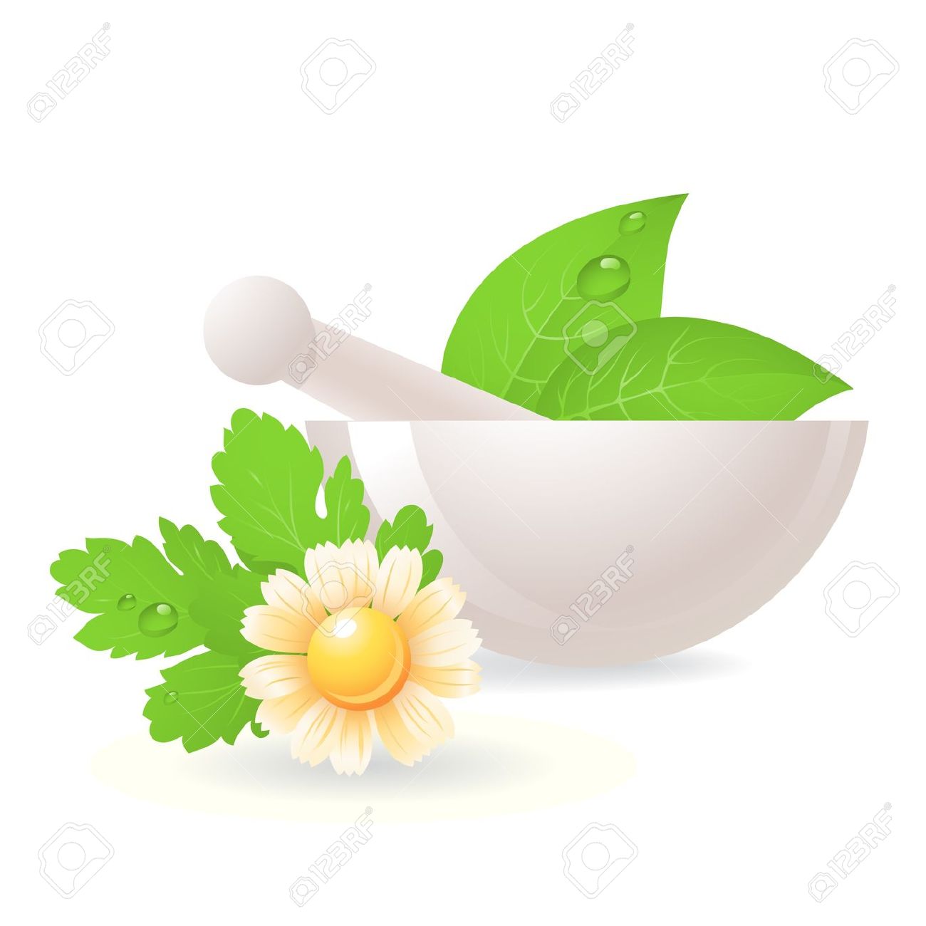 Mortar With Herbs And Camomile,alternative Medicine. Royalty Free.