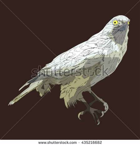 Accipiter Stock Vectors, Images & Vector Art.