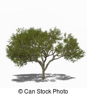 Albizia Illustrations and Stock Art. 2 Albizia illustration and.