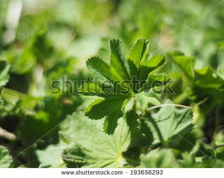 Alchemilla Stock Images, Royalty.