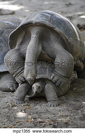 Stock Image of Aldabra Giant Tortoises (Geochelone gigantea.