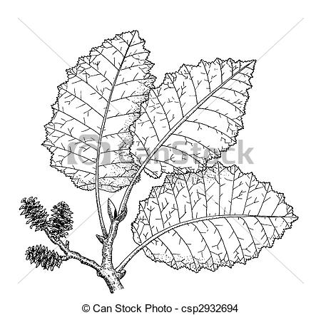 Alder Clip Art and Stock Illustrations. 360 Alder EPS.