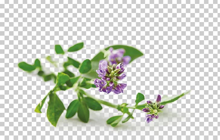 Alfalfa Nutrition Health Food PNG, Clipart, Alfalfa.