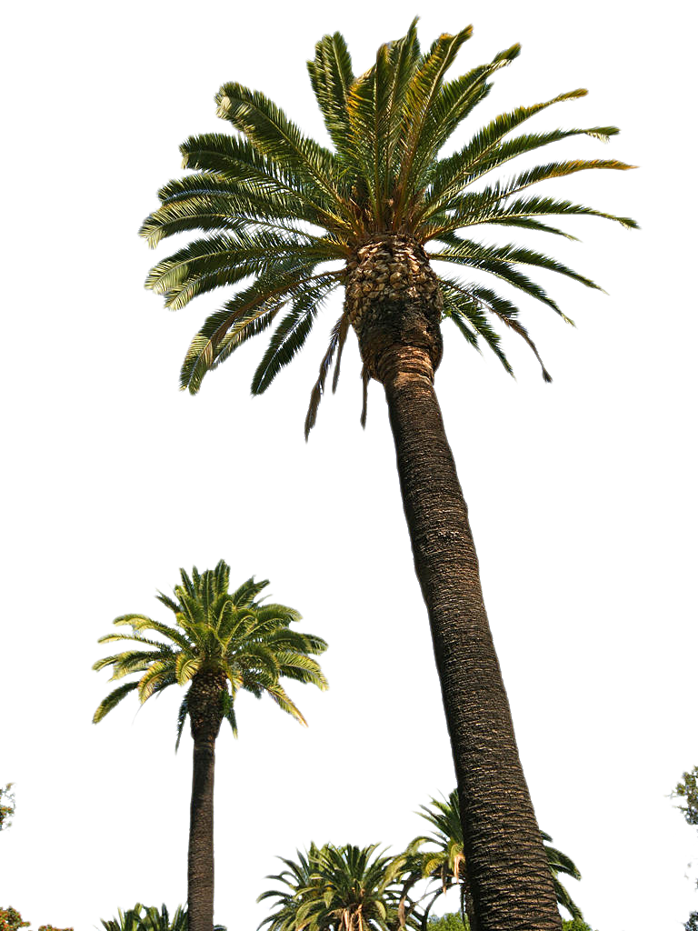 Download Palm Tree Png Picture HQ PNG Image.