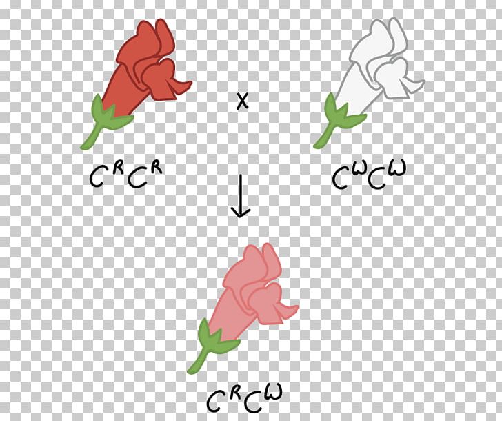 Codominance Allele Genetics Punnett Square PNG, Clipart, Art.