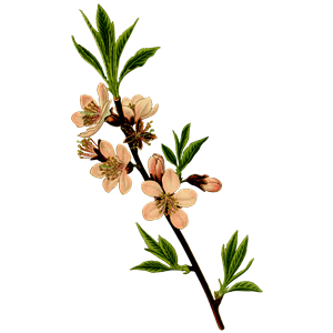 Almond tree clipart, cliparts of Almond tree free download.