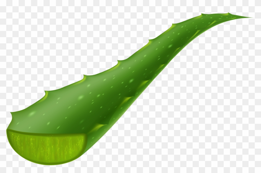 Aloe Vera Piece Transparent Clip Art Image.