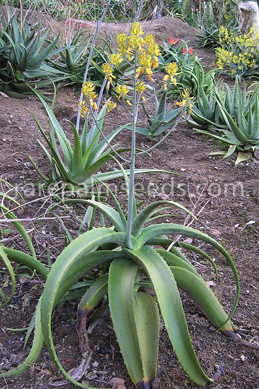 Aloe megalacantha (Yellow Flower).