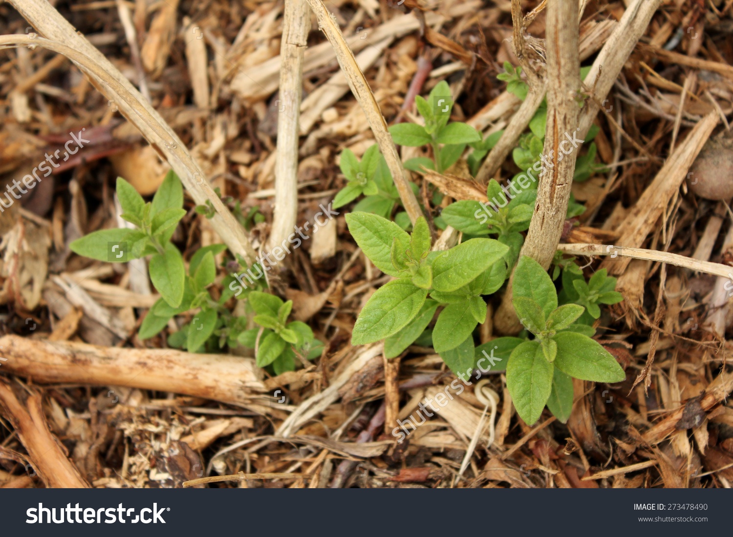 Lemon Verbena Lemon Beebrush Aloysia Citrodora Stock Photo.