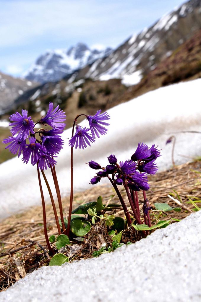 1000+ images about alpenbloemen en planten on Pinterest.