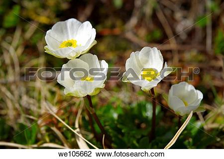 Stock Photo of Alpine Buttercup Ranunculus Alpestris , Bernese.