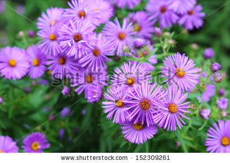 Aster Aster Stock Photos, Royalty.