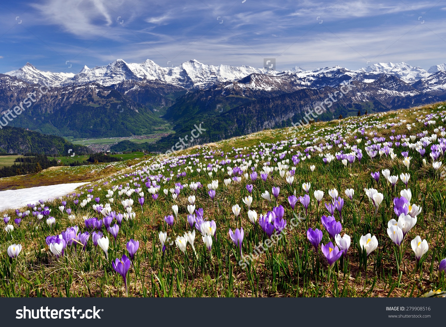 Meadow Crocus Near Interlaken Before Bernese Stock Photo 279908516.