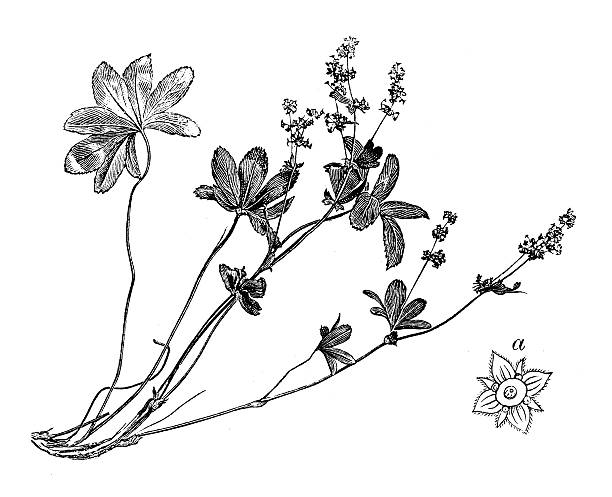 Alchemilla Clip Art, Vector Images & Illustrations.