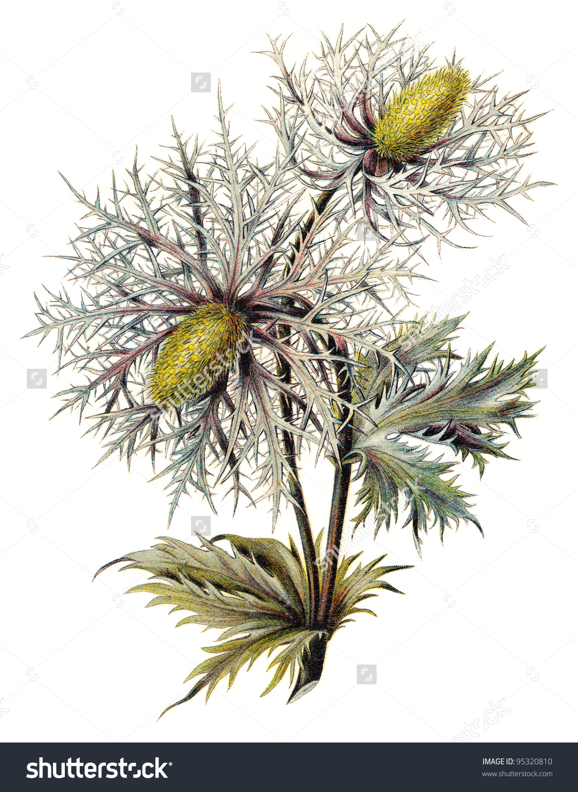 Thistle Alpine Sea Holly Queen Alps Stock Illustration 95320810.