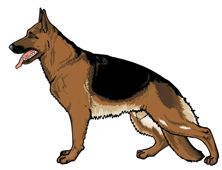 dutch shepherd dog clipart.