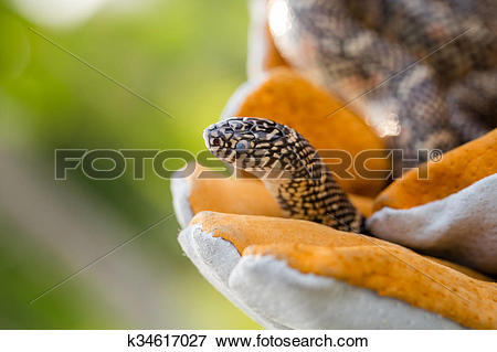 Picture of Lampropeltis getula meansi, commonly known as.