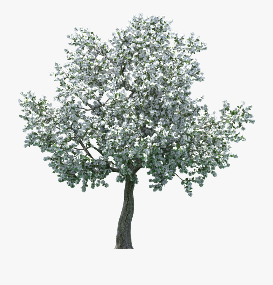 Realistic Blossom Tree Png Clip Art.