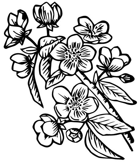 Apple Blossom Clipart.