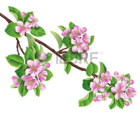 Apple Blossom Clipart.