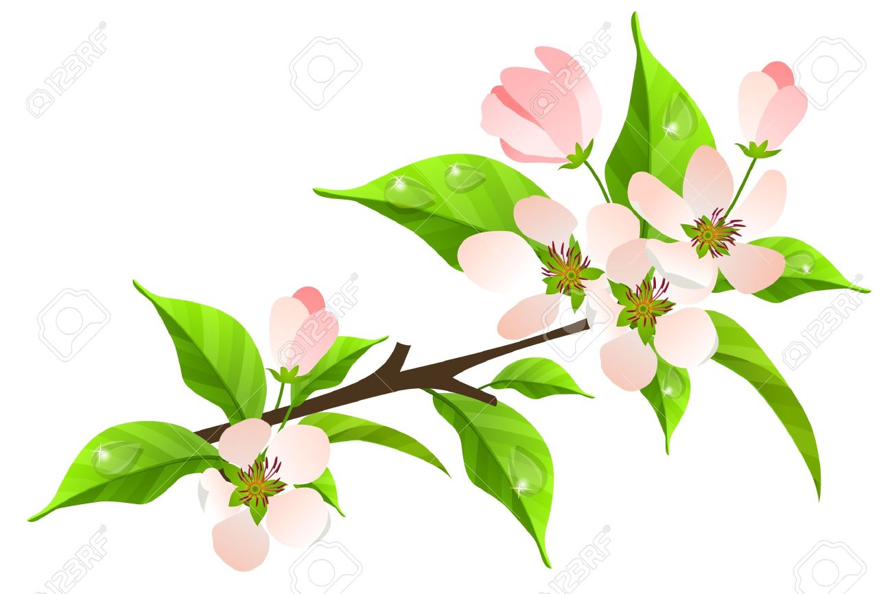 Apple tree flowers clipart.